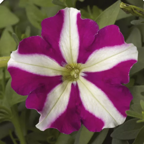 Picobella™ Rose Star