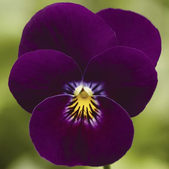 Deltini™ Violet