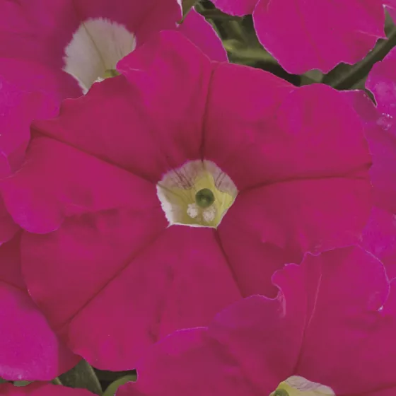 Picobella™ Rose