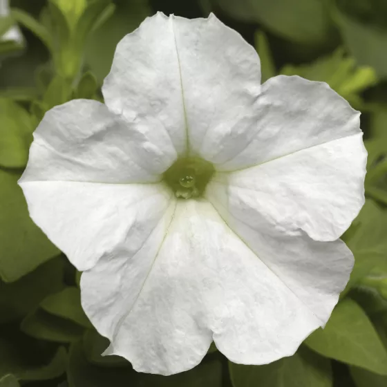 Picobella™ White