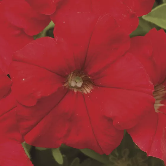 Picobella™ Red