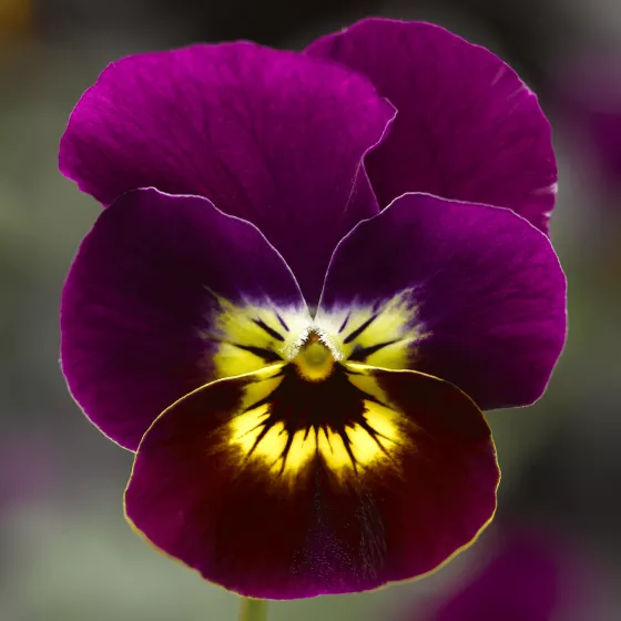 Penny™ Violet Tiger Face
