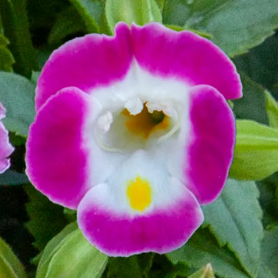 Hi-Lite™ Pink