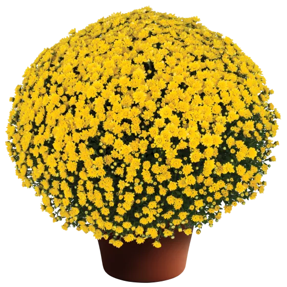 Jacqueline™ Yellow