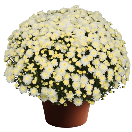 Chelsey™ White