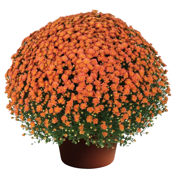 Jacqueline™ Orange Fusion