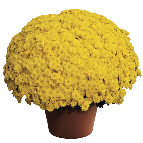 Ursula™ Sunny Yellow