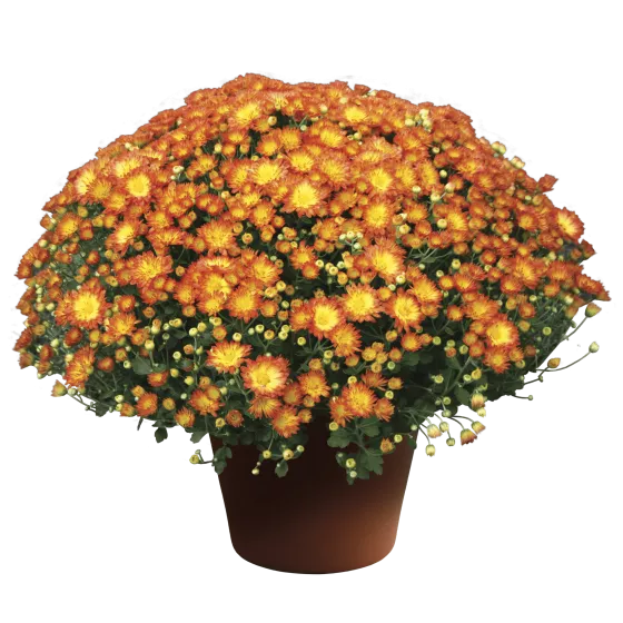 Stacy™ Dazzling Orange