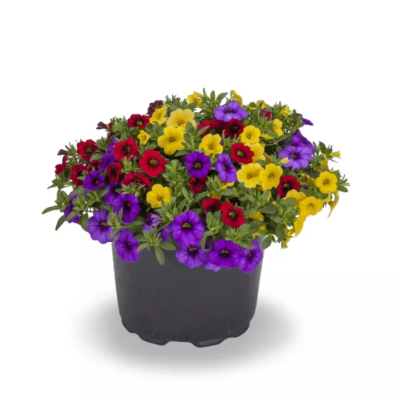 Callie® Color Wheel™ Mix