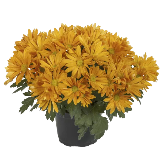 Oxnard™ Orange | Syngenta Flowers