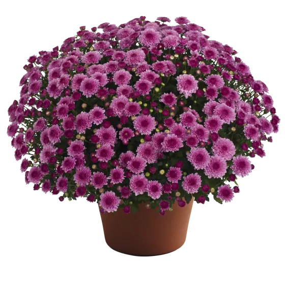 Cheryl™ Pink