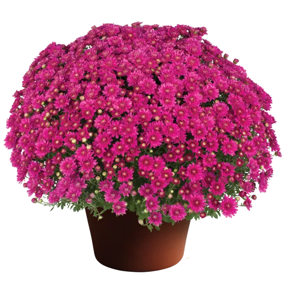 Nikki™ Dark Pink