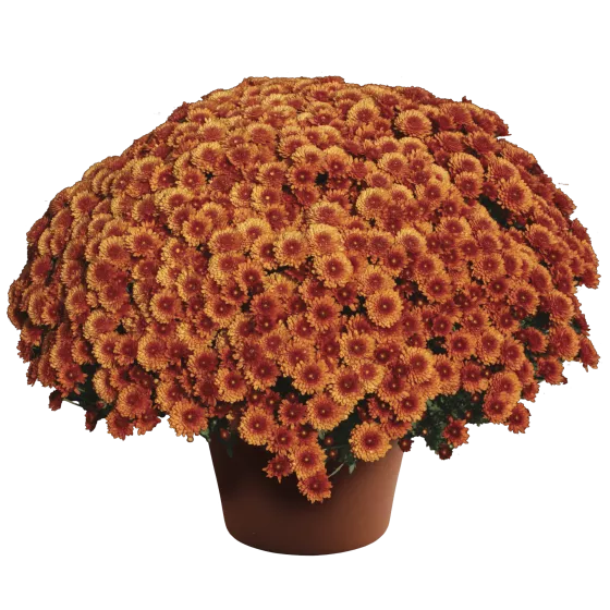 Beverly™ Bronze