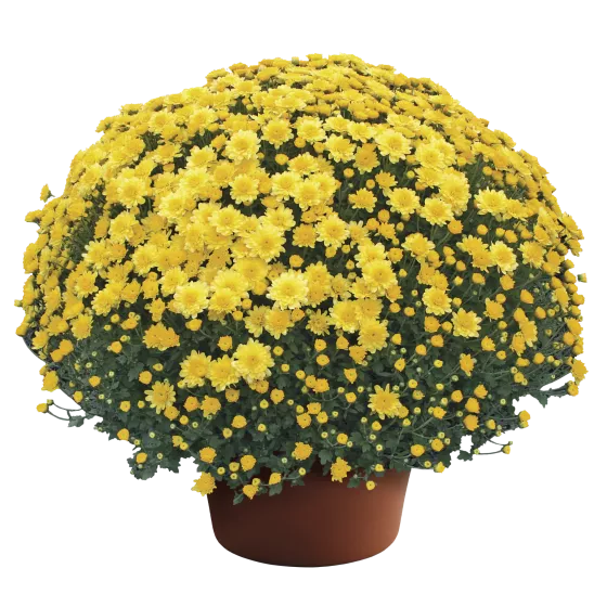 Chelsey™ Yellow