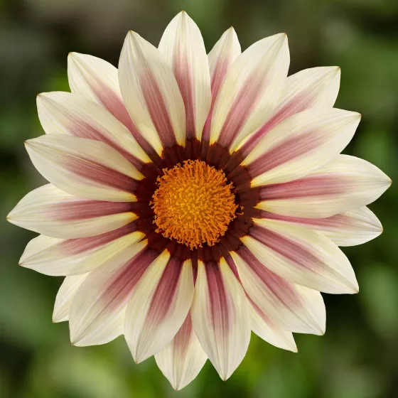 Kiss™ White Flame
