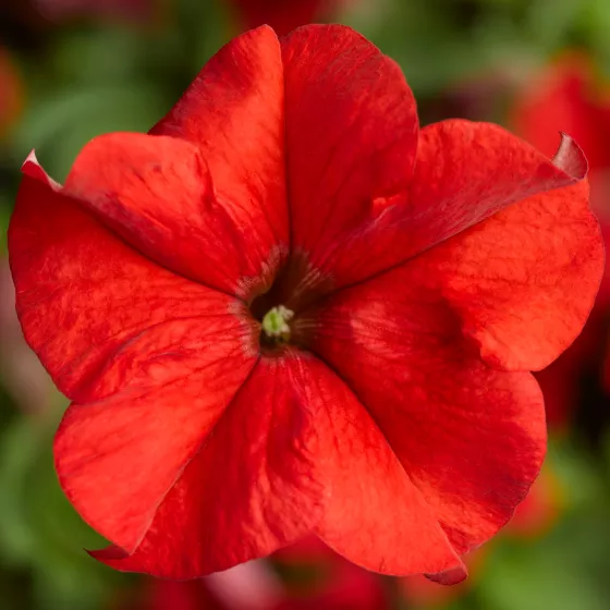 Duvet™ Red Imp.