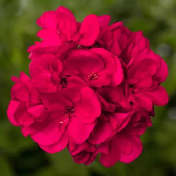Mojo™ Magenta