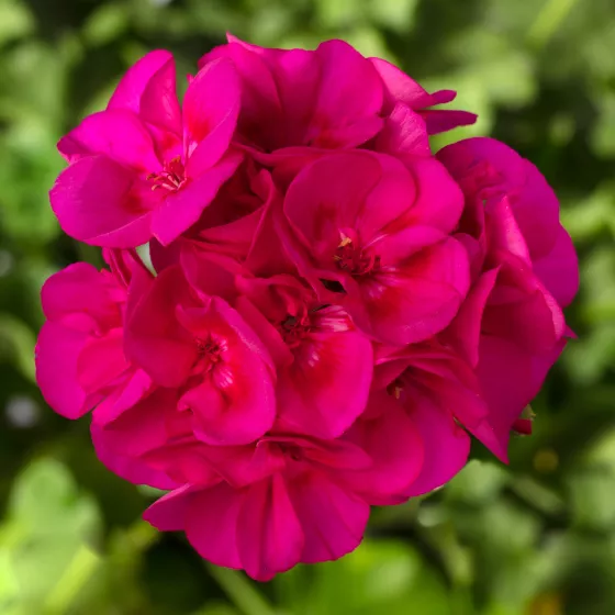 Calliope® Medium Bright Rose
