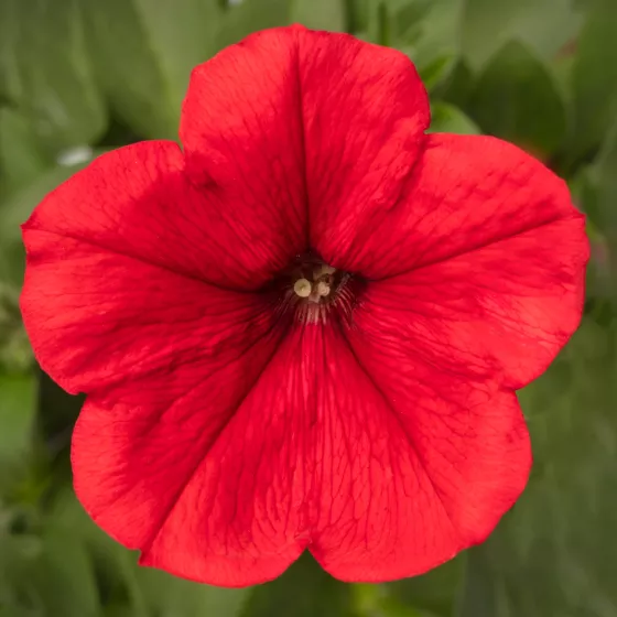 FotoFinish® Red
