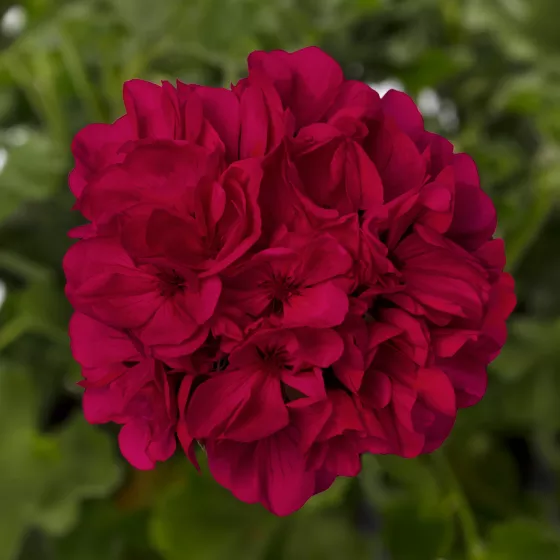 Mantra™ Magenta