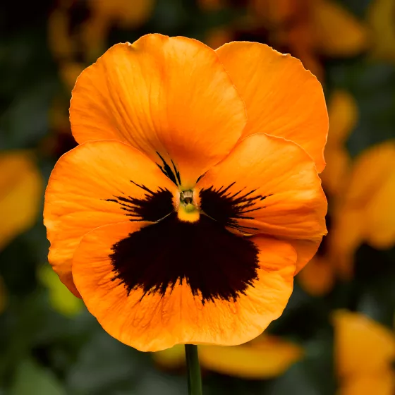 Select Orange with Blotch
