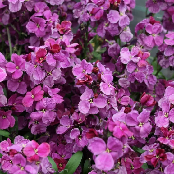 Sugar Rush™ Purple Bicolor