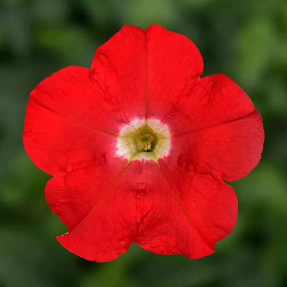 FlashForward™ Red