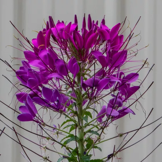 Sparkler™ 2.0 Purple