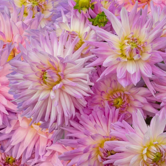 Karma Amanda Violet White Bicolor