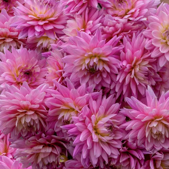 Karma Corona Pink