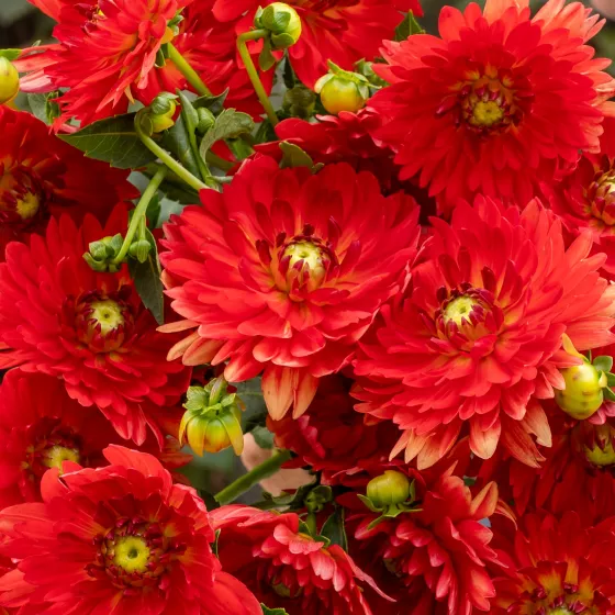 Karma Irene Red Orange