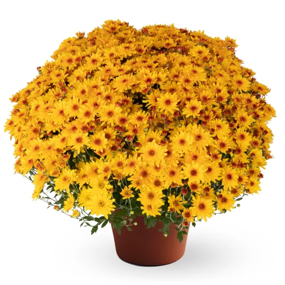 Ellen™ Golden Bicolor