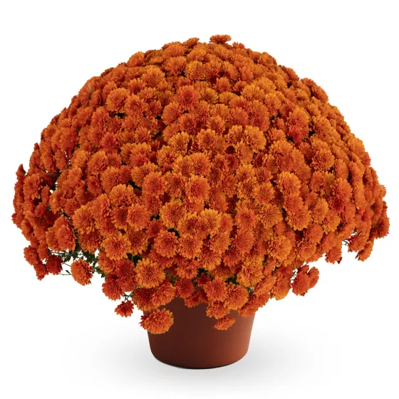 Dorothy™ Bronze | Syngenta Flowers