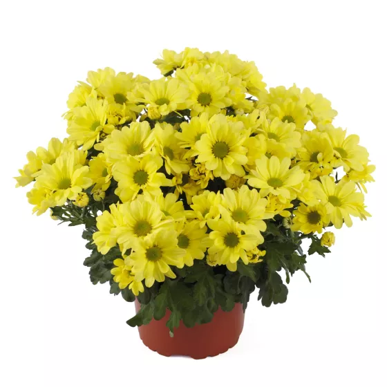 Mount® Runca Yellow
