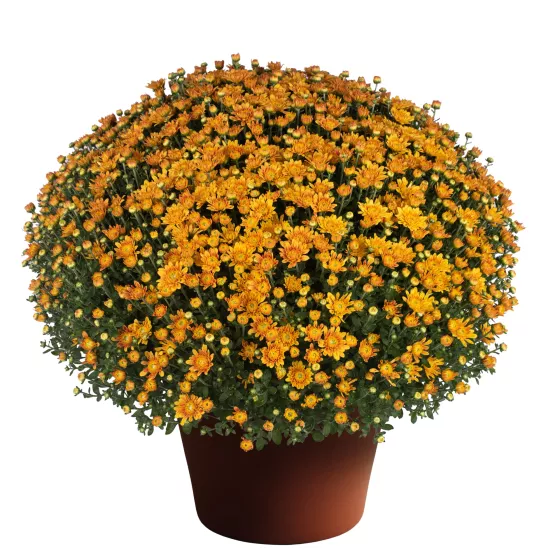 Electra™ Amber