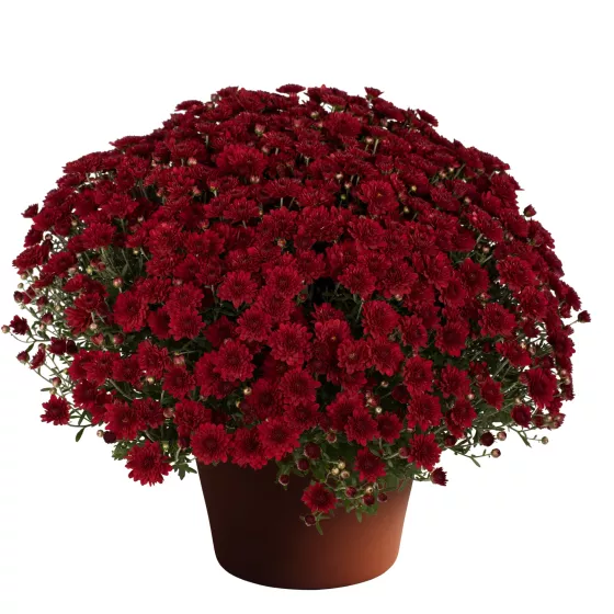 Mila™ Red
