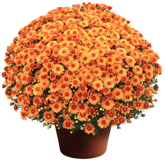 Beverly™ Orange