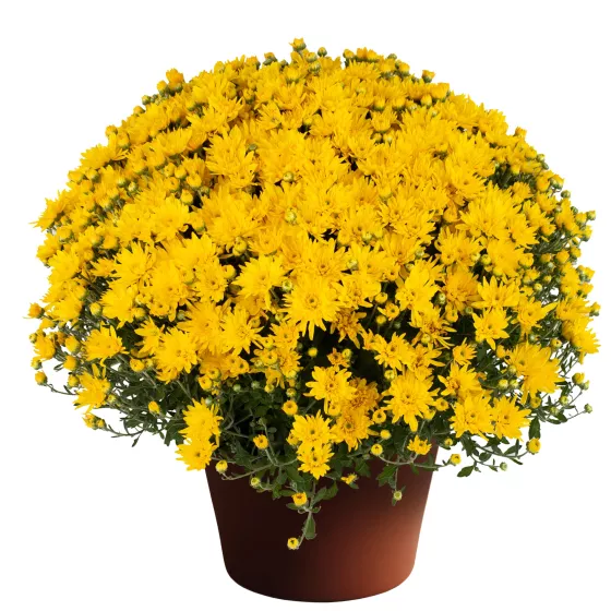 Yolanda™ Yellow