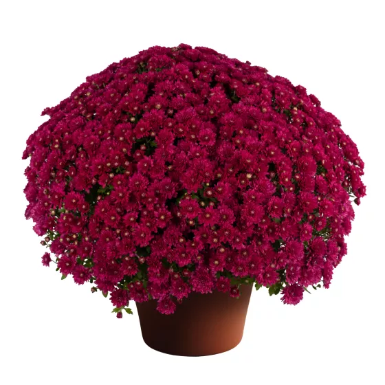 Wanda™ Purple