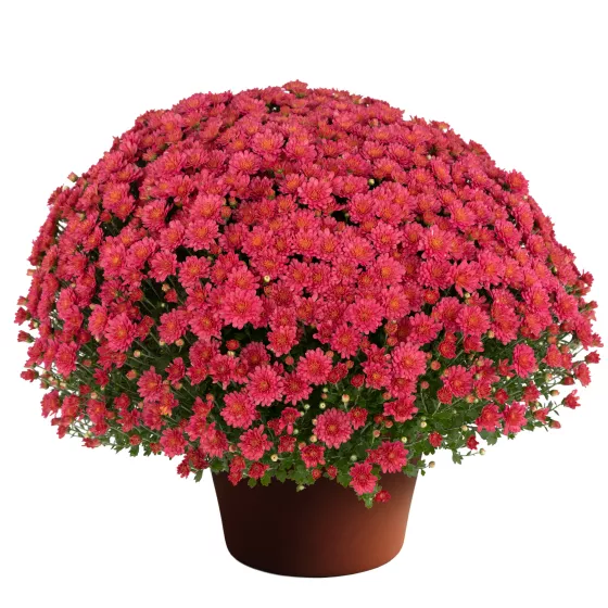 Jacqueline™ Rose