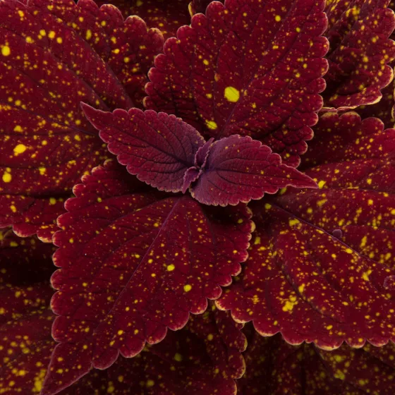 Talavera™ Moondust