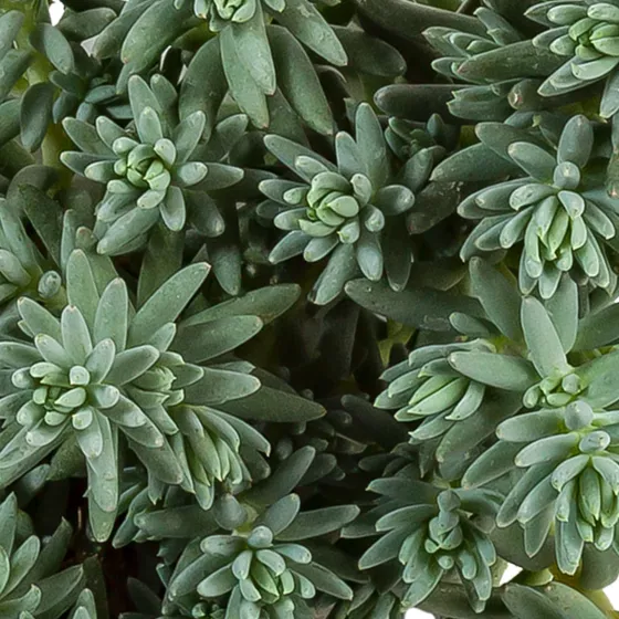 Sedum sediforme 'Silver'
