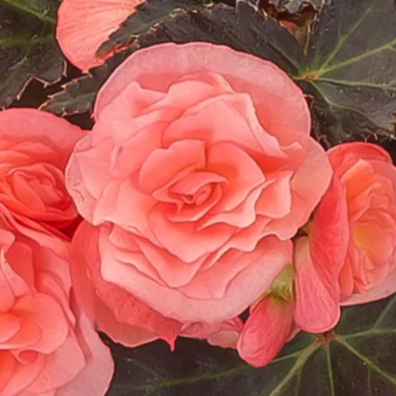 Adora™ Satin Rose