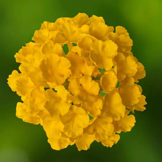 Bandolero™ Lemon