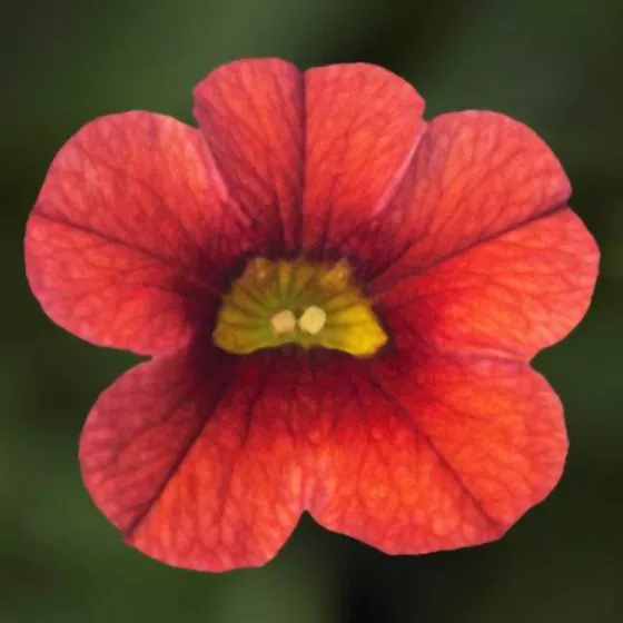Callie® Deep Orange