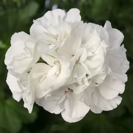 Calliope® Large White