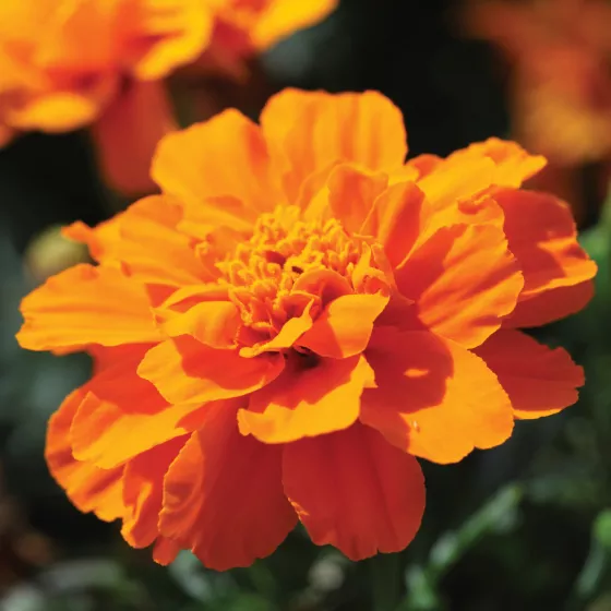 Alumia™ Deep Orange