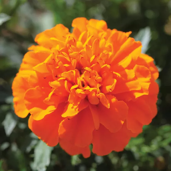 Cresta™ Deep Orange
