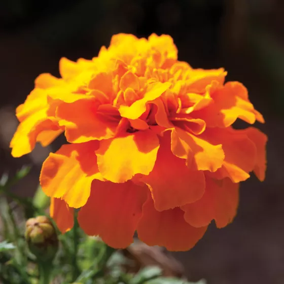 Cresta™ Orange
