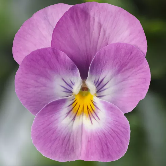 Deltini™ Lavender Pink Face